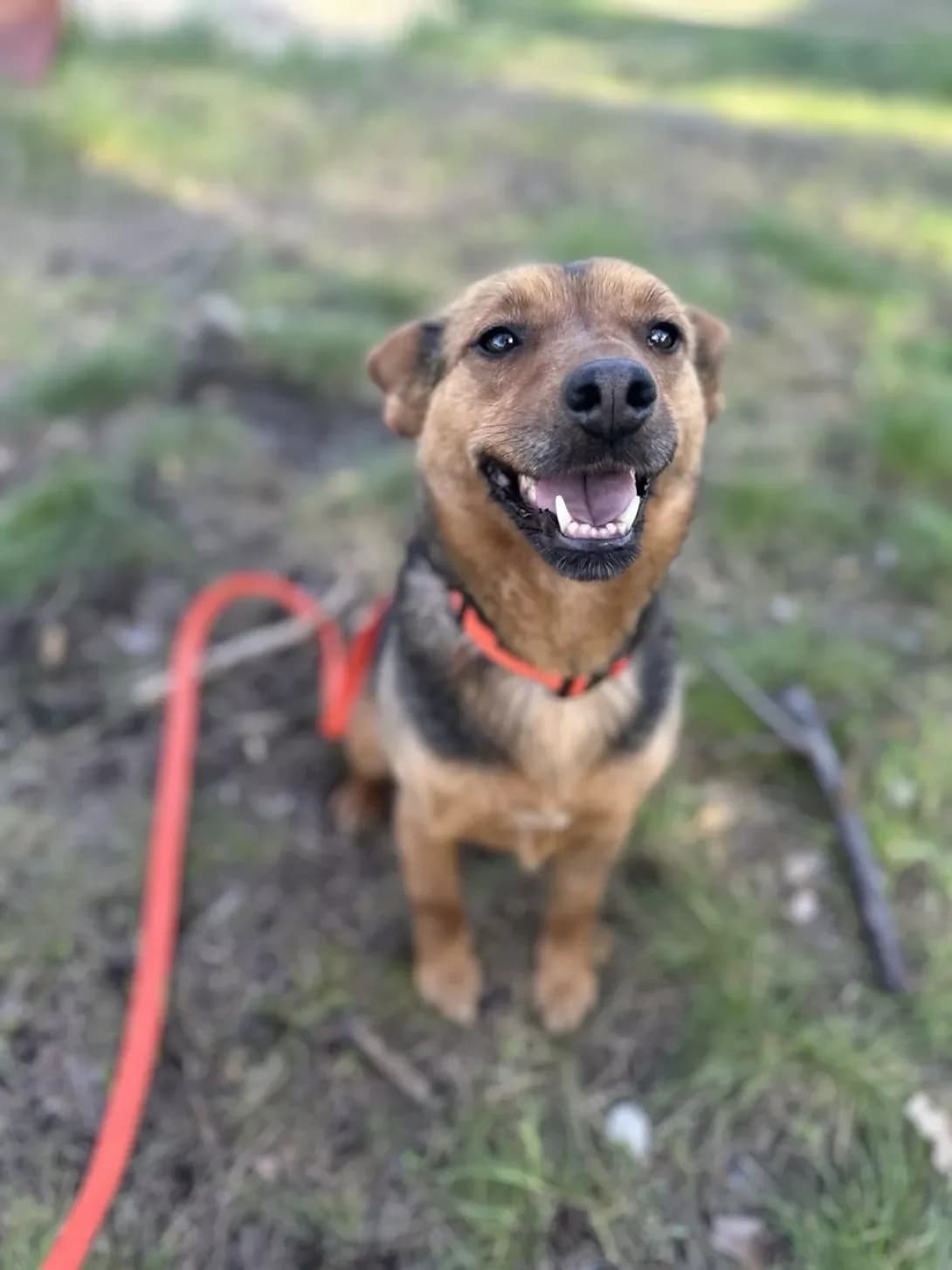 Mala (Мала), Mixed Breed (Happy Paw Kyiv Oblast)