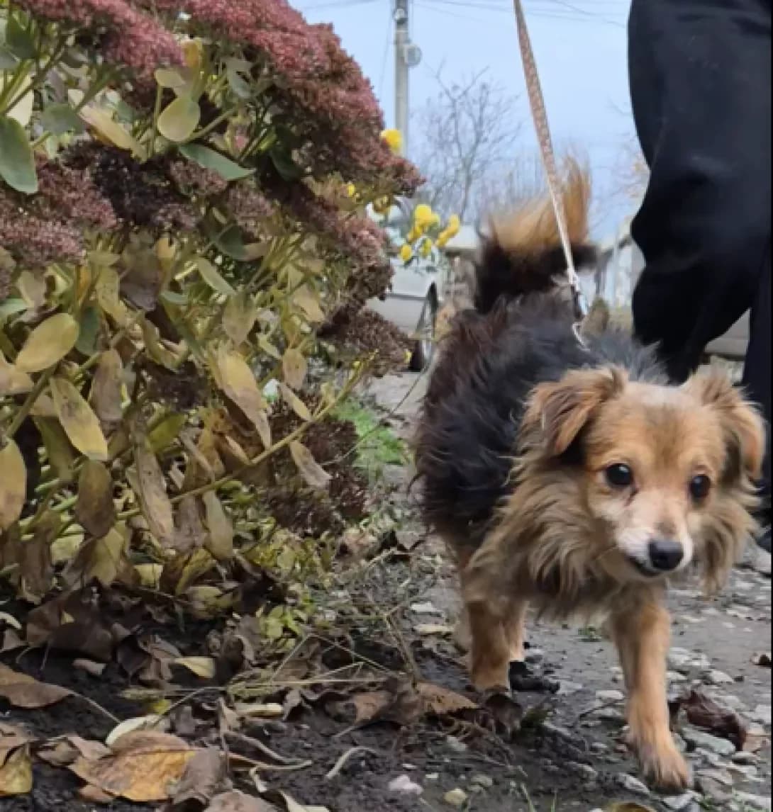 Zhuchok (Жучок), Mixed Breed (Happy Paw Kyiv Oblast)