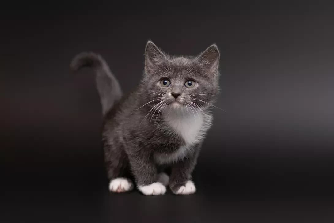 Rella (Релла), Mixed Breed (Happy Paw Kyiv Oblast)