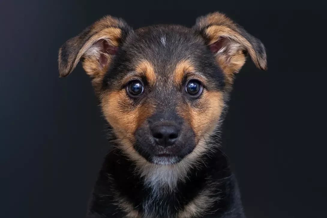 Plyusha (Плюша), Mixed Breed (Happy Paw Kyiv Oblast)