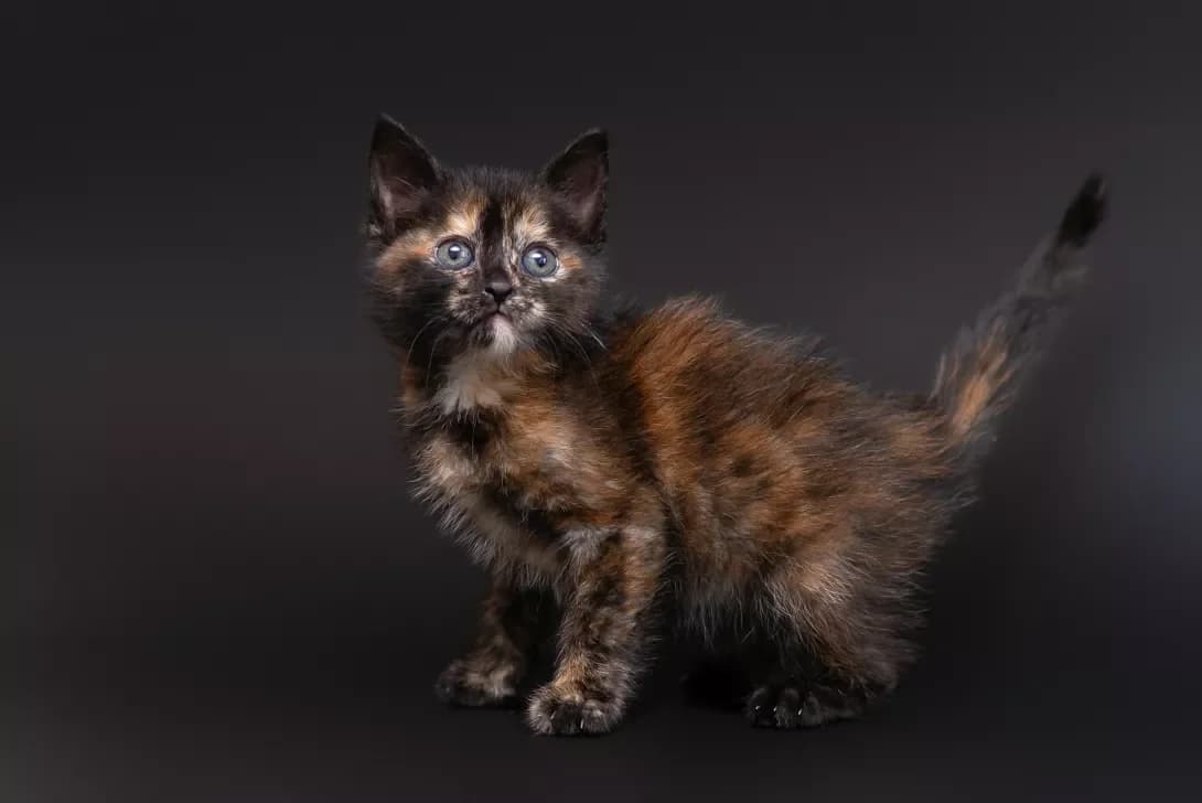 Ruzha (Ружа), Mixed Breed (Happy Paw Kyiv Oblast)