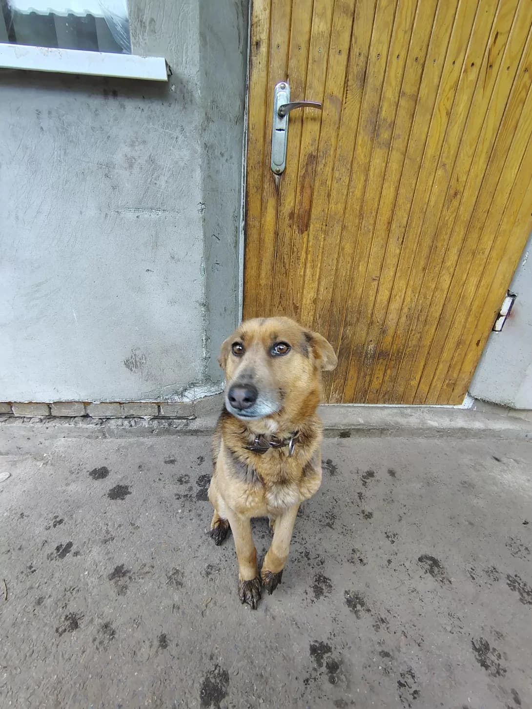 Gerda (Герда), Mixed Breed (Happy Paw Kyiv Oblast)