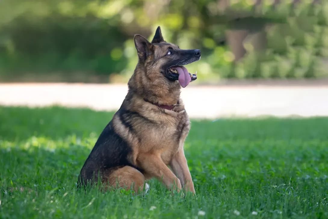 Khrom (Хром), male 7yo Mixed Breed for adoption at Happy Paw Kyiv Oblast
