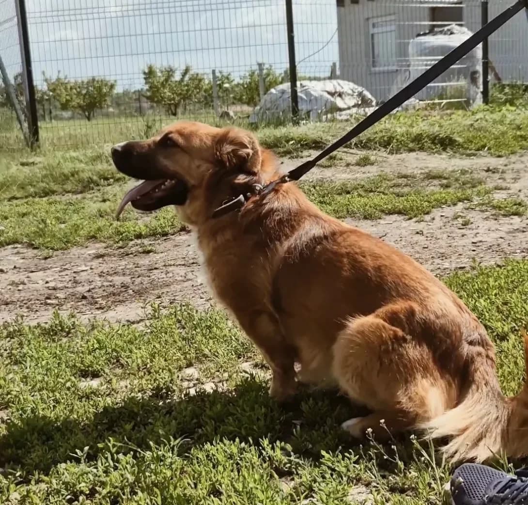 Ripli (Ріплі), female young Mixed Breed for adoption at Happy Paw Kyiv Oblast