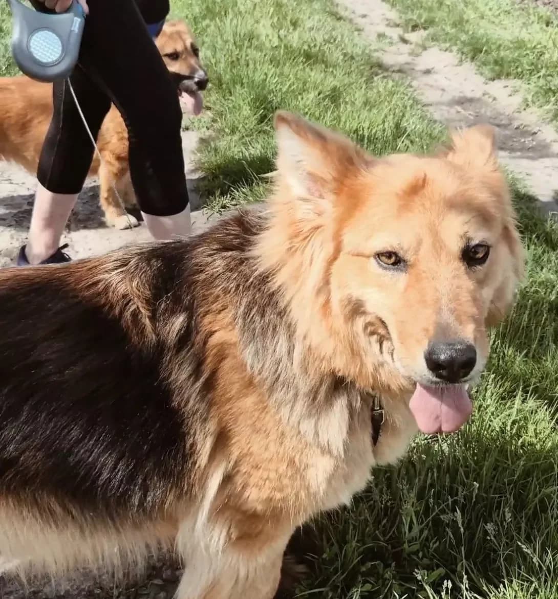 Berta (Берта), female 6yo Mixed Breed for adoption at Happy Paw Kyiv Oblast
