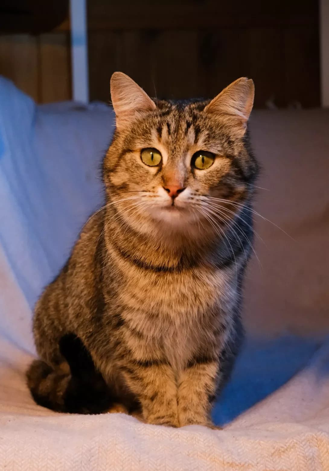Sonechko (Сонечко), female 3yo Mixed Breed for adoption at Happy Paw Kyiv Oblast