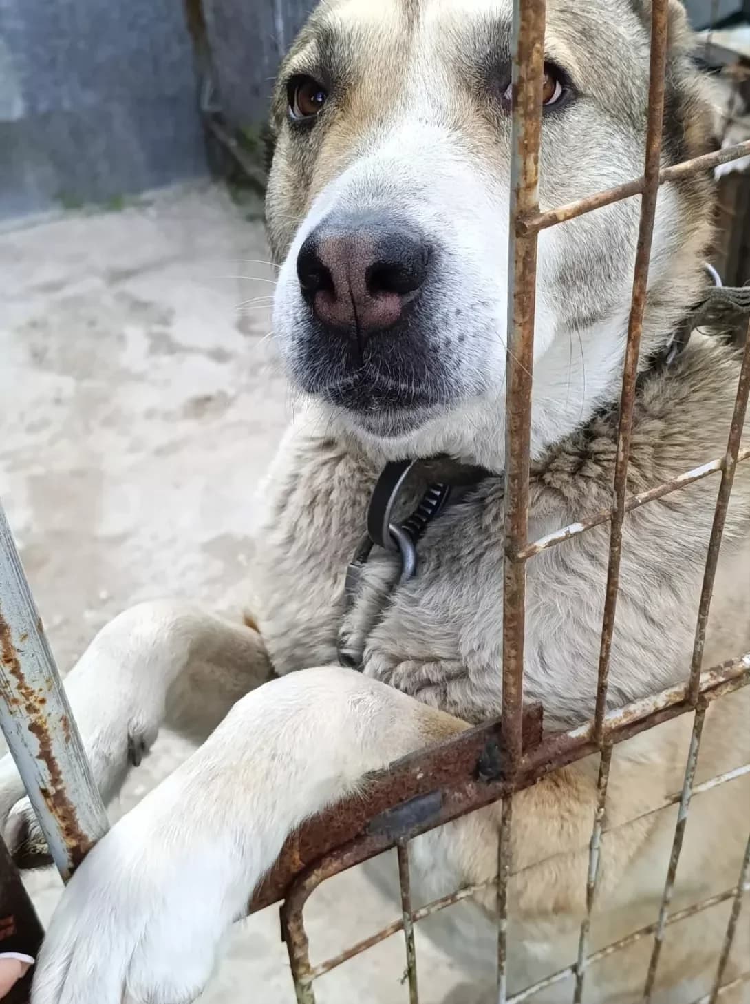 Margo (Марго), female 4yo Mixed Breed for adoption at Happy Paw Kyiv Oblast