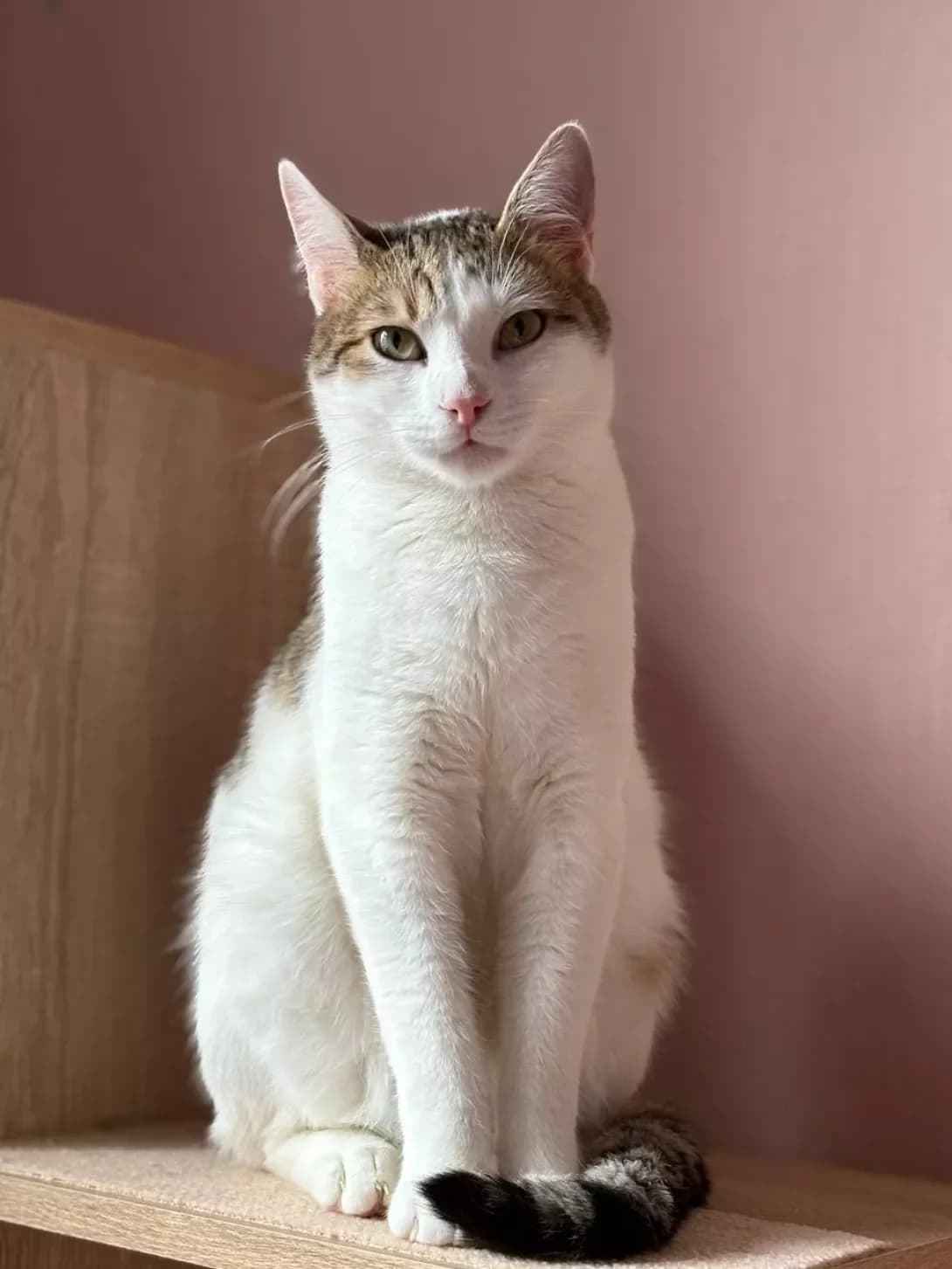 Edam (Едам), male young Mixed Breed for adoption at Happy Paw Kyiv Oblast