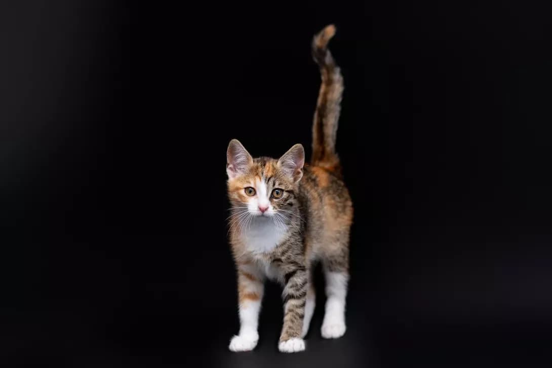 Milka (Мілка), Mixed Breed (Happy Paw Kyiv Oblast)