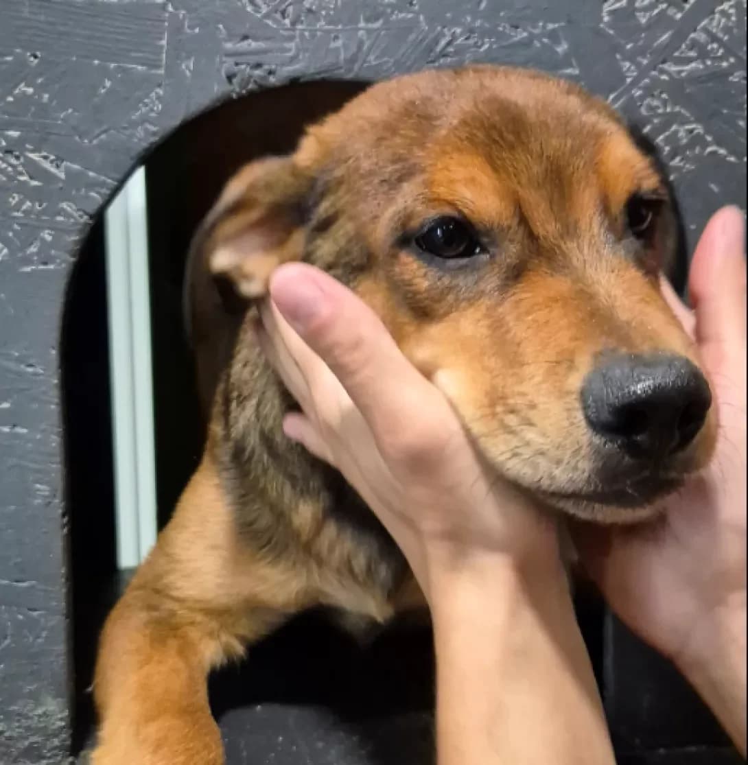 Dzhem (Джем), Mixed Breed (Happy Paw Kyiv Oblast)