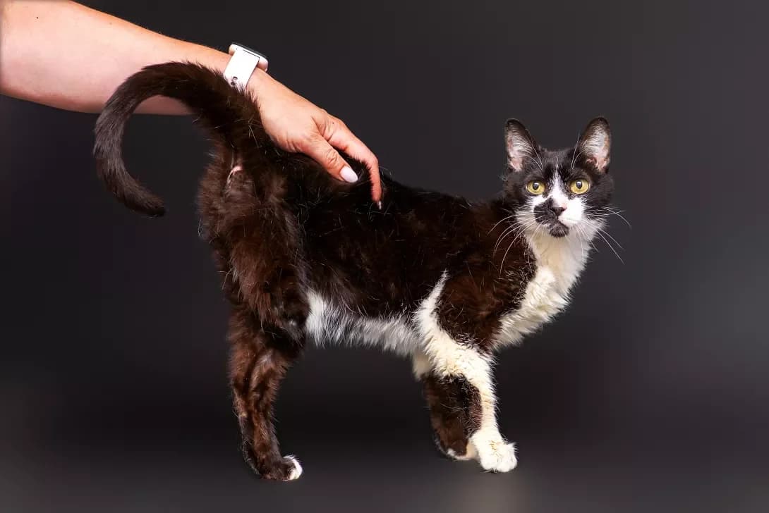 Kamila (Каміла), Mixed Breed (Happy Paw Kyiv Oblast)