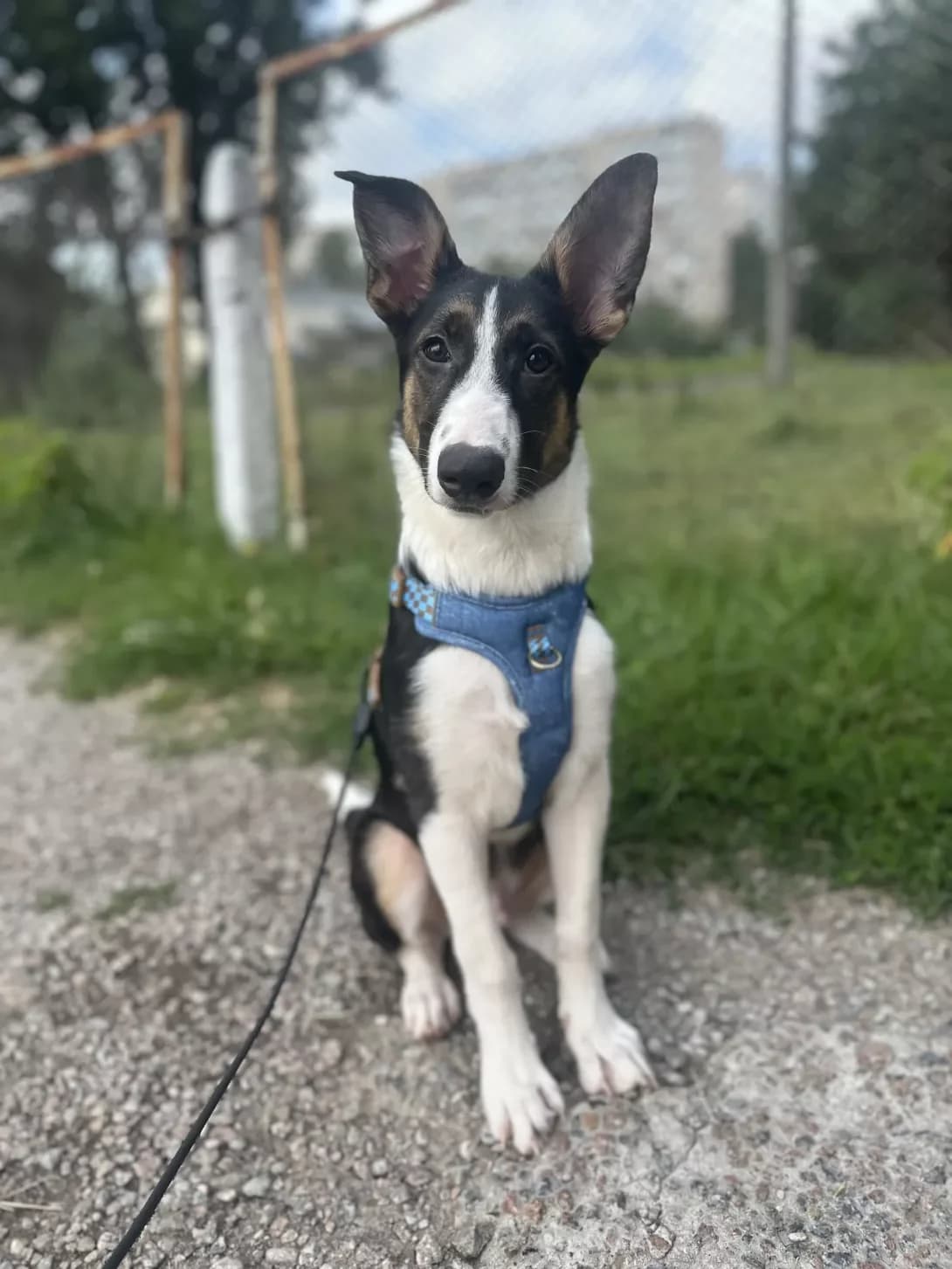 Fidzhi z frontu (Фіджі з фронту), Mixed Breed (Happy Paw Kyiv Oblast)