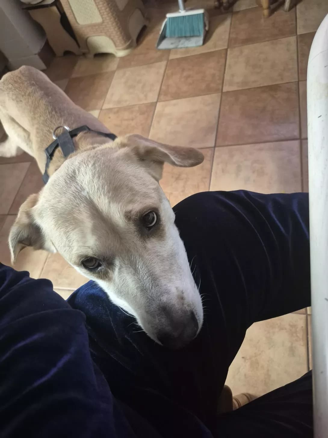 Dzhek (Джек), male 4yo Mixed Breed for adoption at Happy Paw Lviv