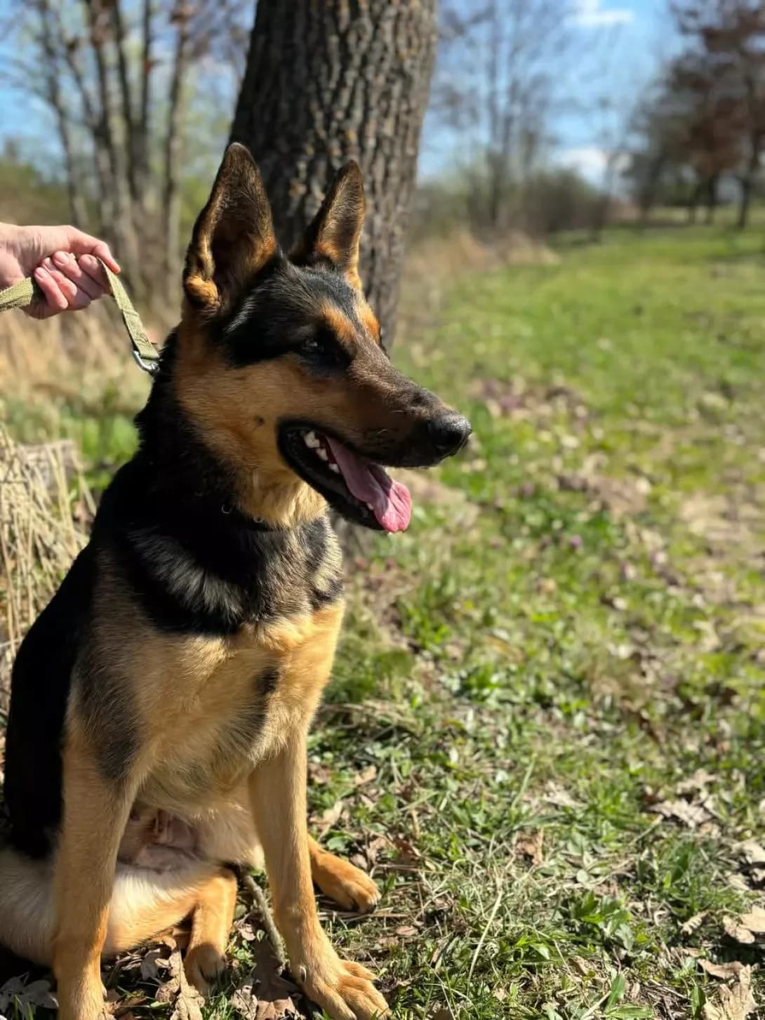 Bagira (Багіра), Mixed Breed (Happy Paw Lviv)