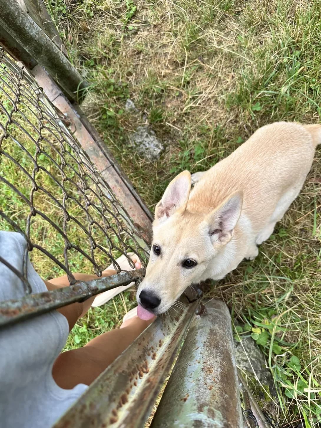 Divchinka (Дівчинка), female puppy Mixed Breed for adoption at Happy Paw Lviv