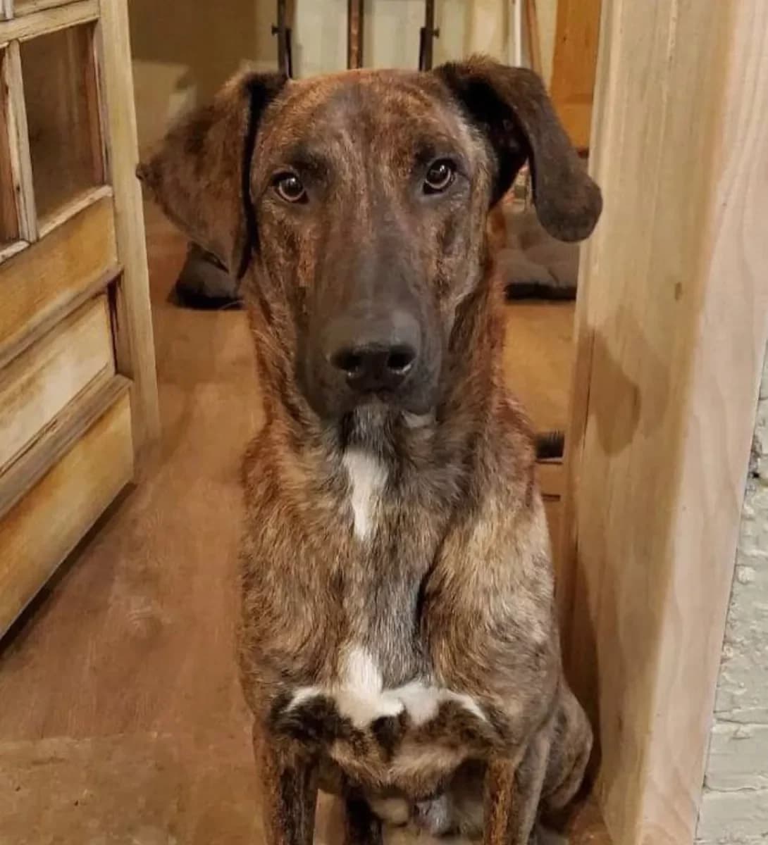 Sobaka Blek shukaye dim — 6 rokiv, kastrovaniy, spokiyniy (Собака Блек шукає дім — 6 років, кастрова, male 6yo Mixed Breed for adoption at Happy Paw Lviv