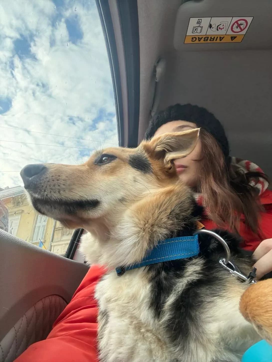 Sobaka Dzhuliya shukaye dim — 3-4 roki, nizhna y viddana (Собака Джулія шукає дім — 3-4 роки, ніжна , female 3yo Mixed Breed for adoption at Happy Paw Lviv