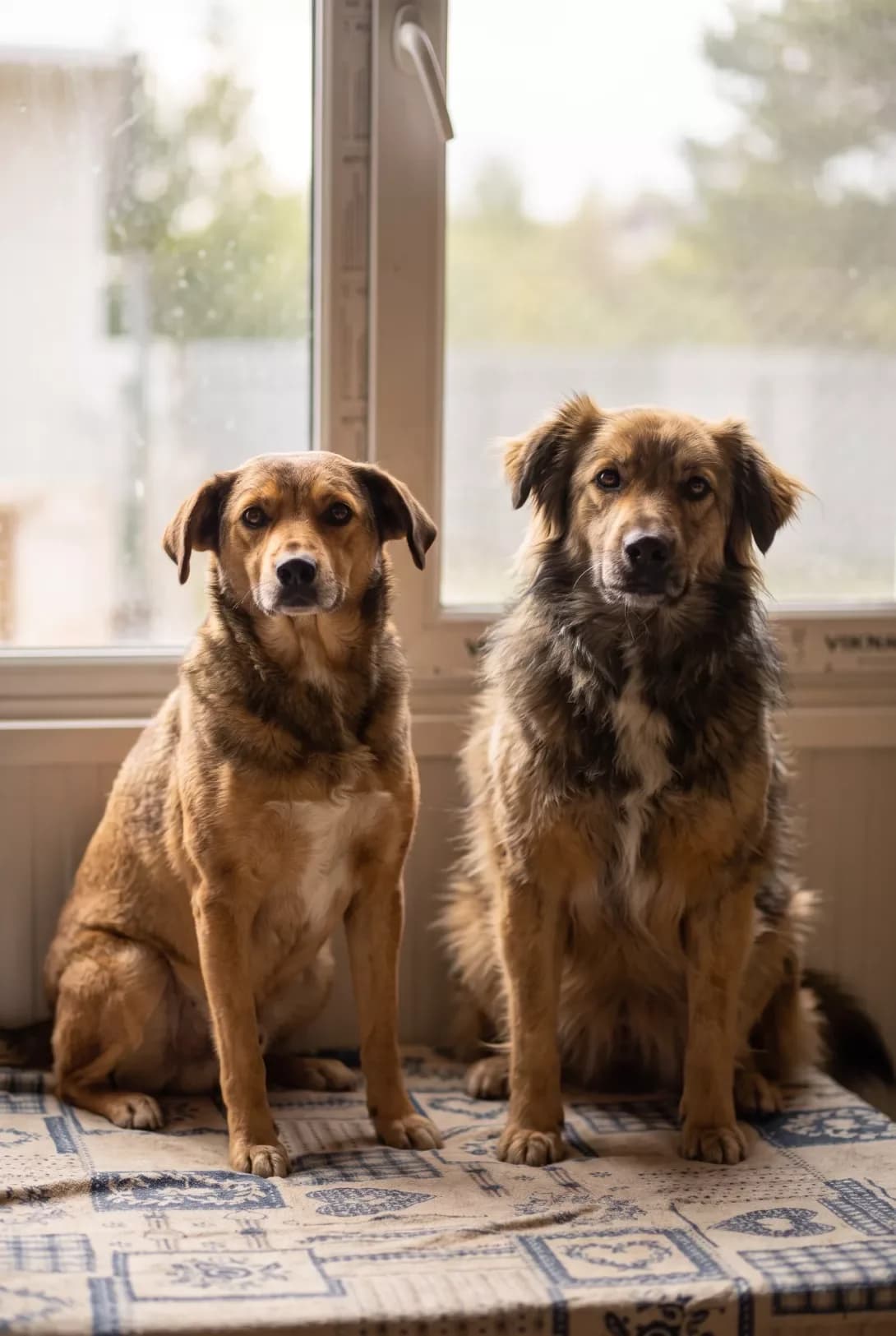 Sobaki-sestrichki Mriyka ta Veselka shukayut dim — z zoni boyovikh diy (Собаки-сестрички Мрійка та В, female 3yo Mixed Breed for adoption at Happy Paw Lviv
