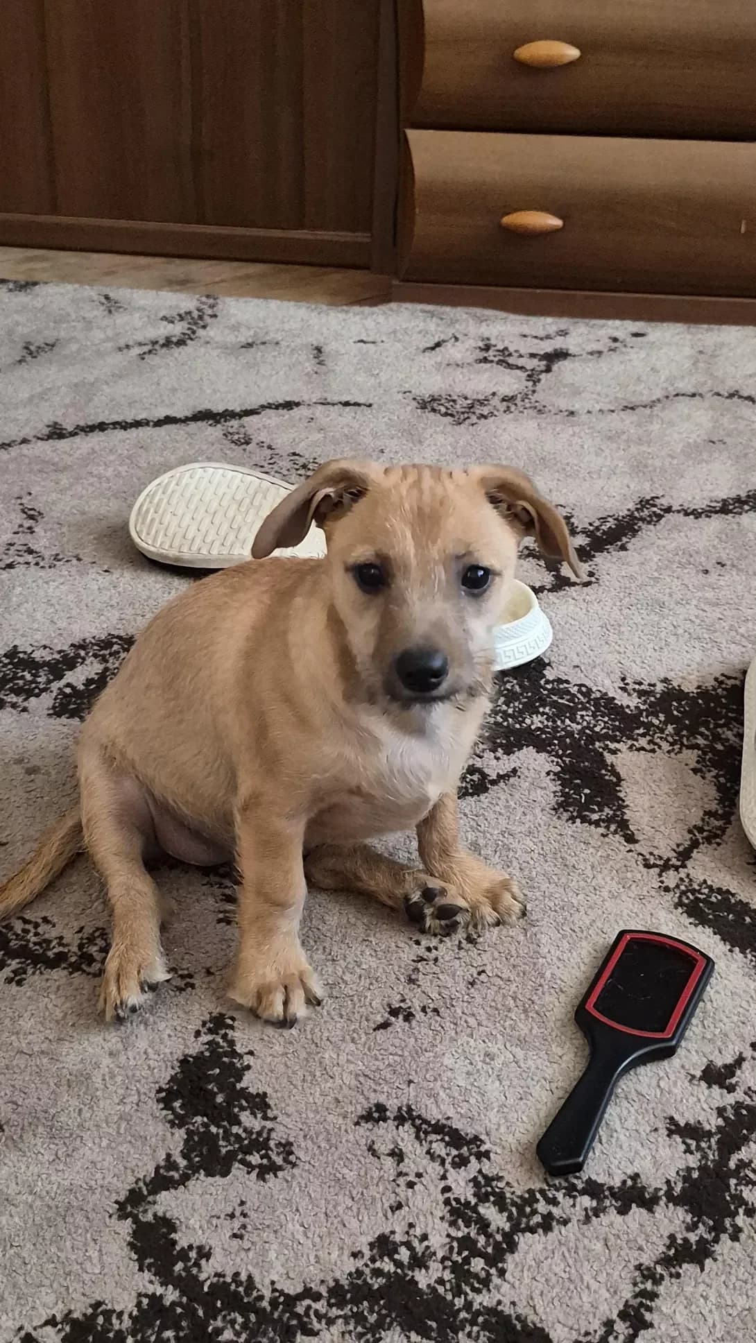 Vatrushka (Ватрушка), female puppy Mixed Breed for adoption at Happy Paw Lviv