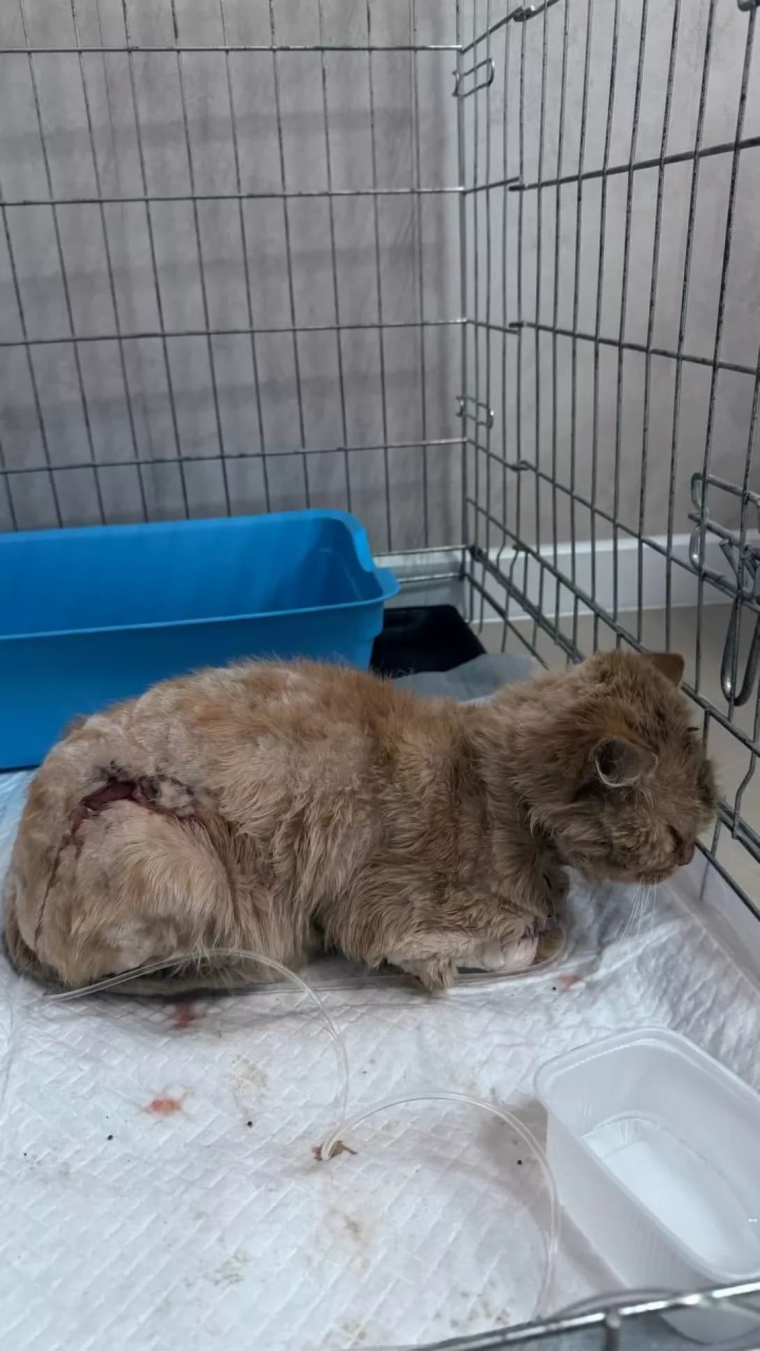 Kotofey (Котофей), male 3yo Mixed Breed for adoption at Happy Paw Mykolaiv Oblast