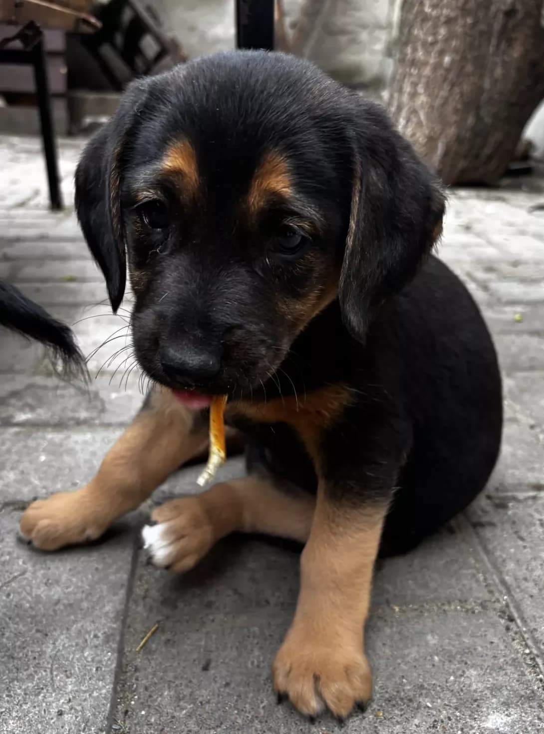 Printsesa (Принцеса), female puppy Mixed Breed for adoption at Happy Paw Odesa
