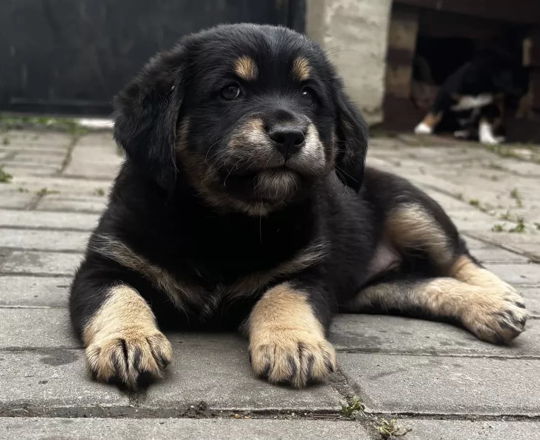 Gilza (Гільза), female puppy Mixed Breed for adoption at Happy Paw Odesa
