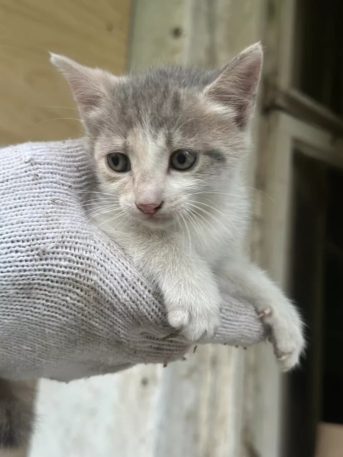 Yuna (Юна), female puppy Mixed Breed for adoption at Happy Paw Odesa