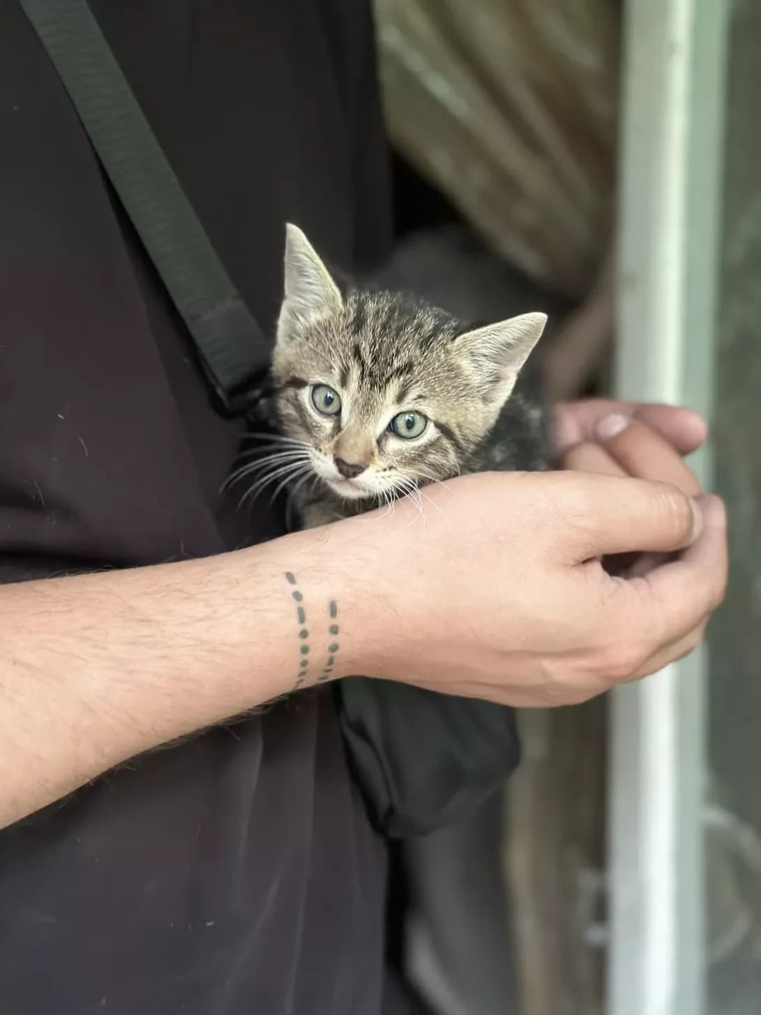 Lev (Лев), male puppy Mixed Breed for adoption at Happy Paw Odesa