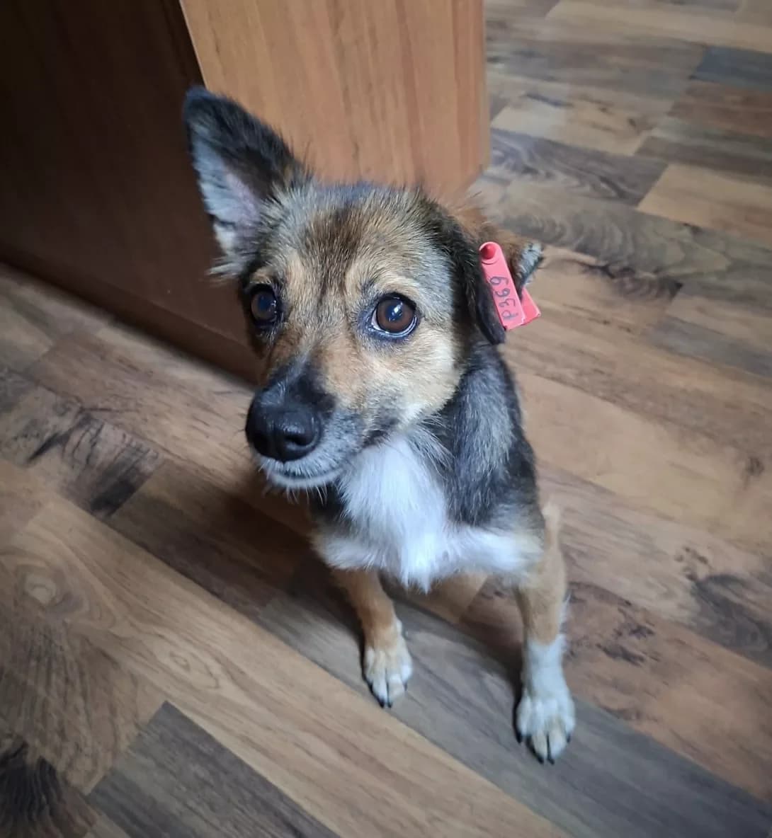 *Nemaye klichki (*Немає клички), female Mixed Breed for adoption at Happy Paw Odesa