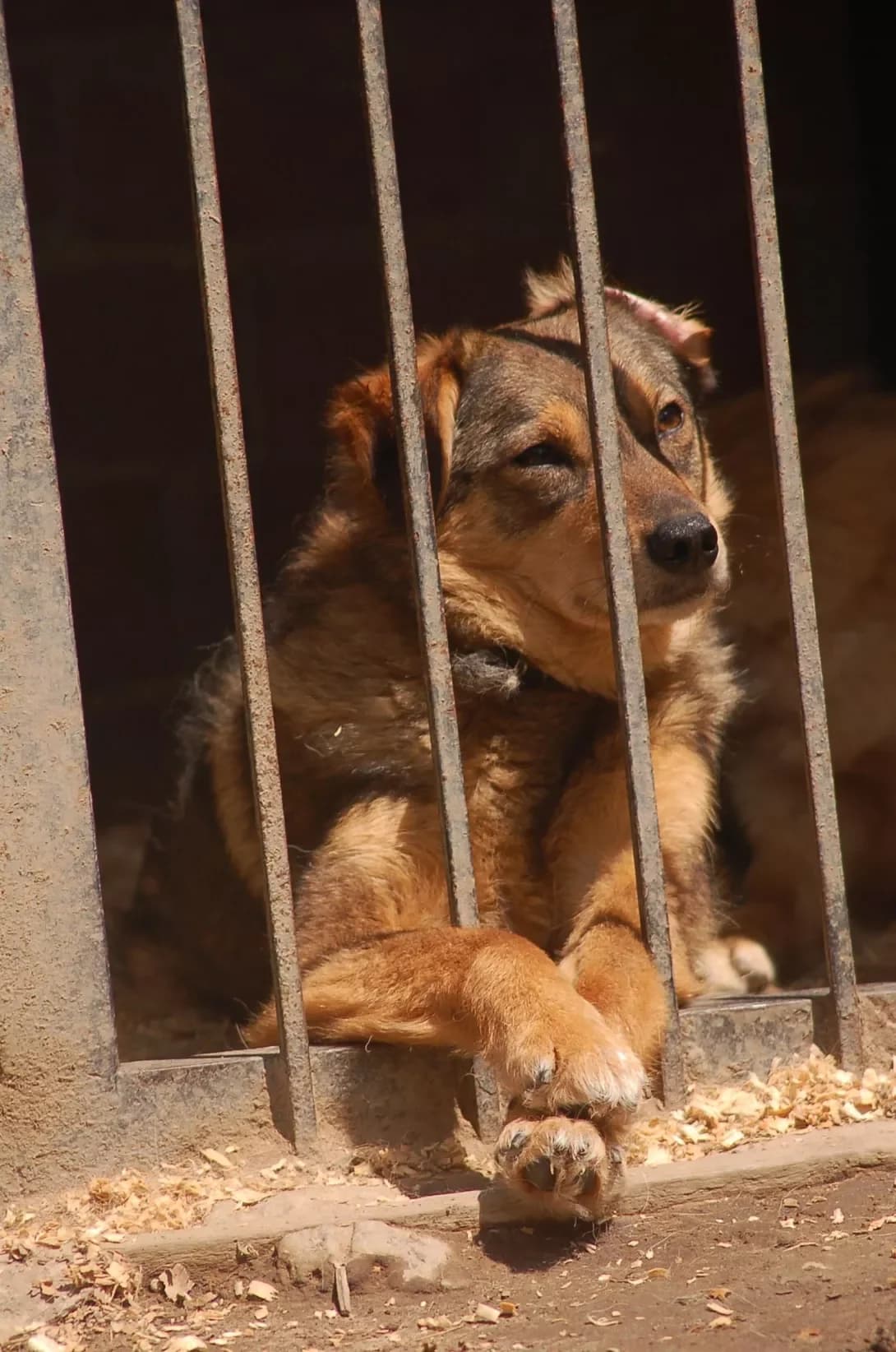 Valli (Валлі), female young Mixed Breed for adoption at Happy Paw Poltava