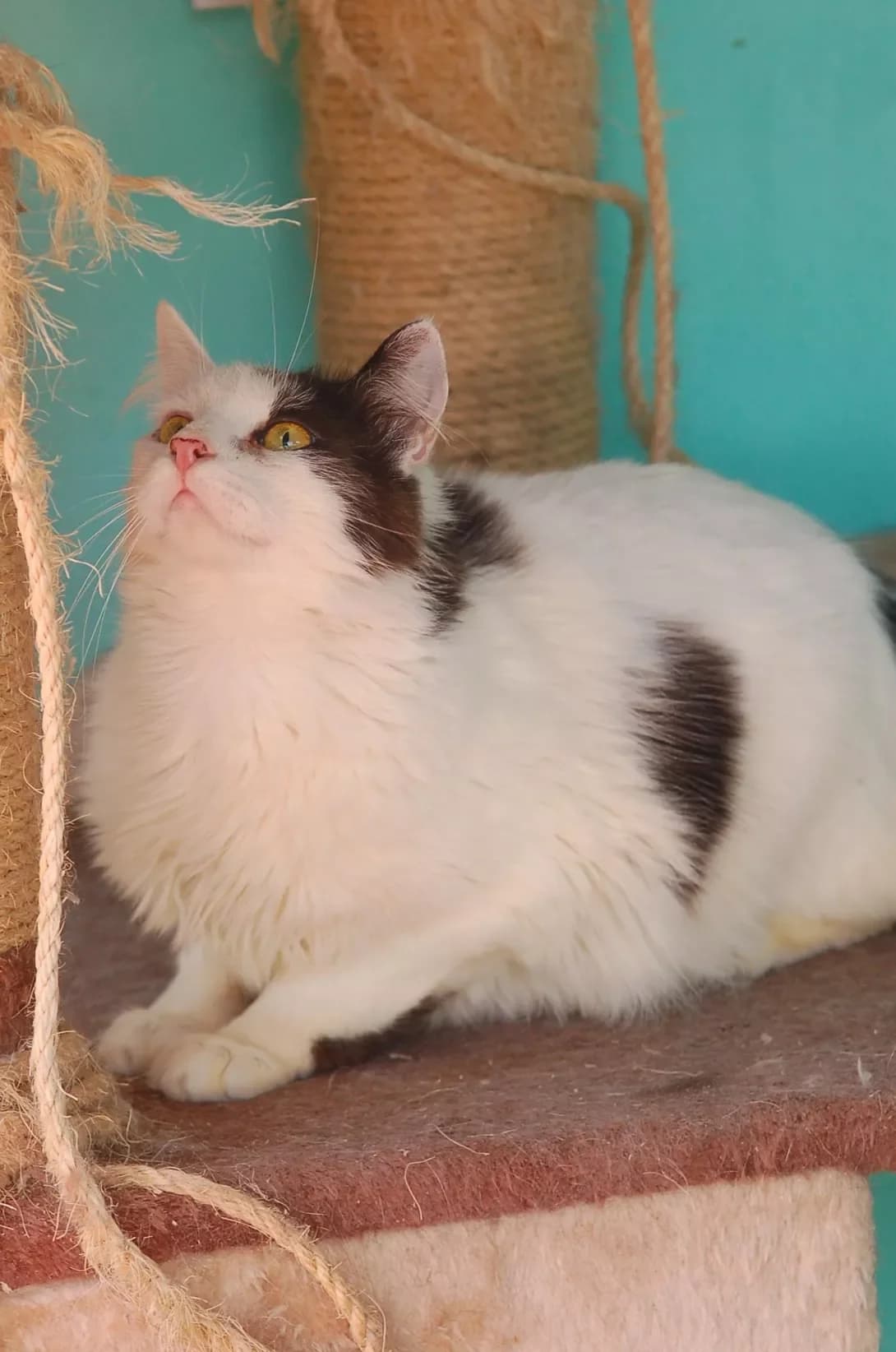 Nataniyel (Натанієль), Mixed Breed (Happy Paw Poltava)