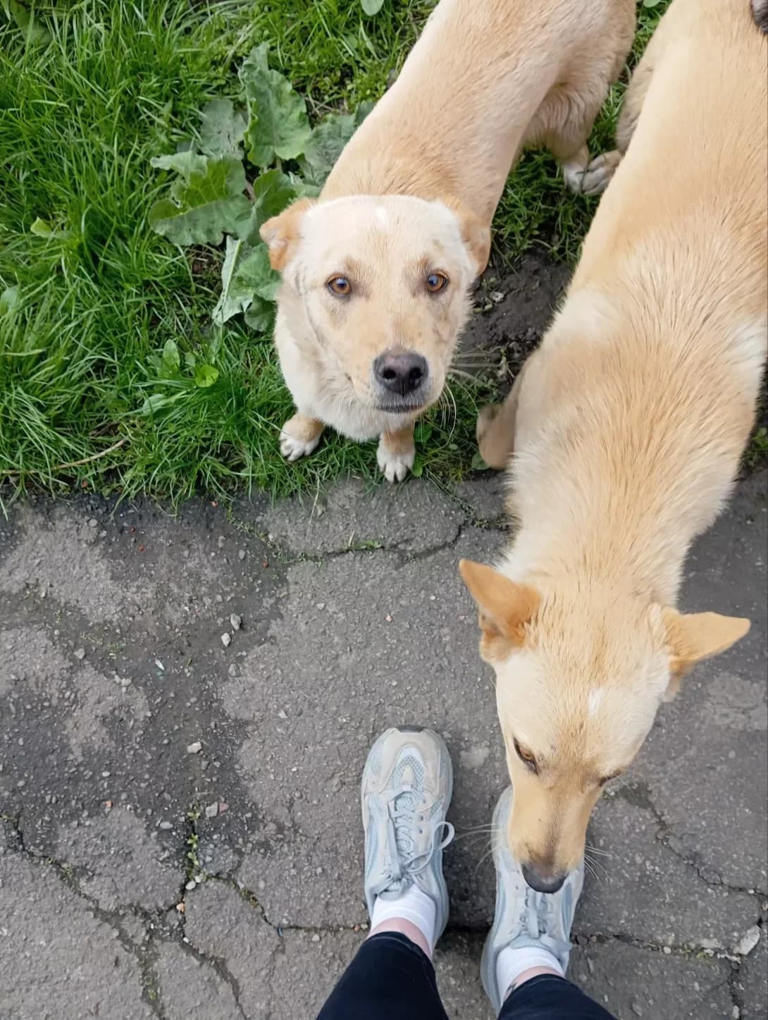 Busiki (Бусики), male puppy Mixed Breed for adoption at Happy Paw Poltava