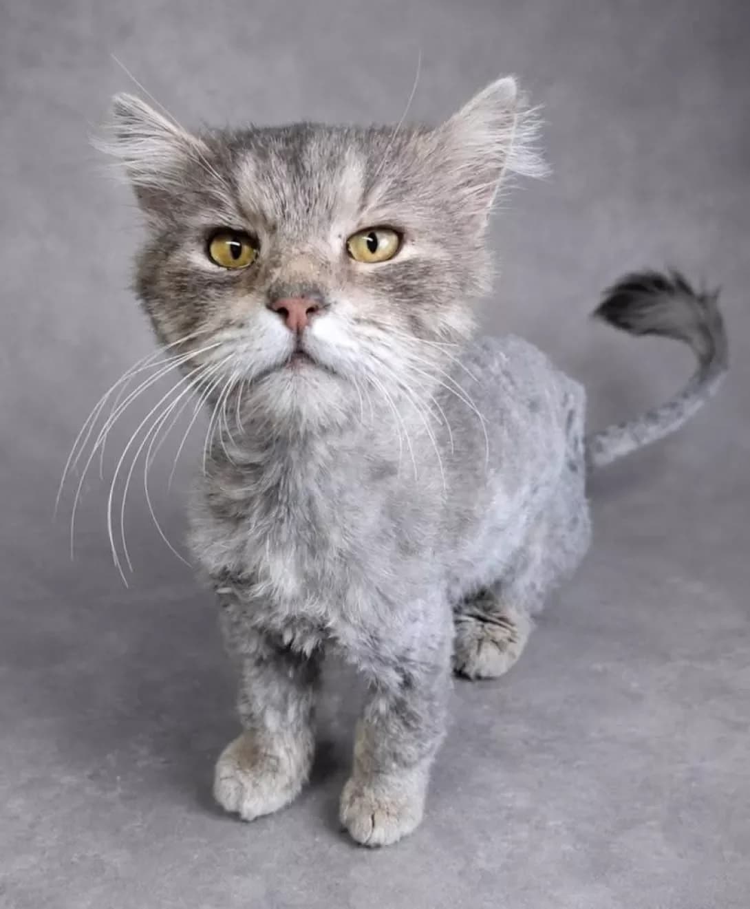 Silvestr (Сільвестр), male 6yo Mixed Breed for adoption at Happy Paw Poltava