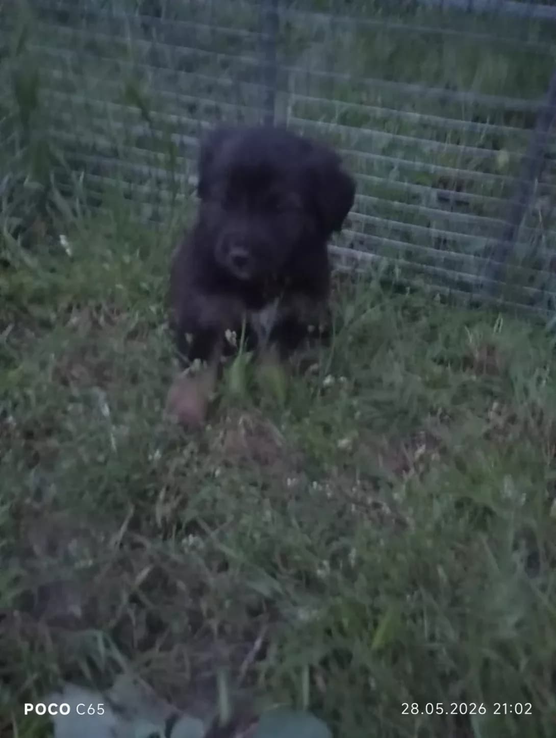 Germes (Гермес), male puppy Mixed Breed for adoption at Happy Paw Poltava