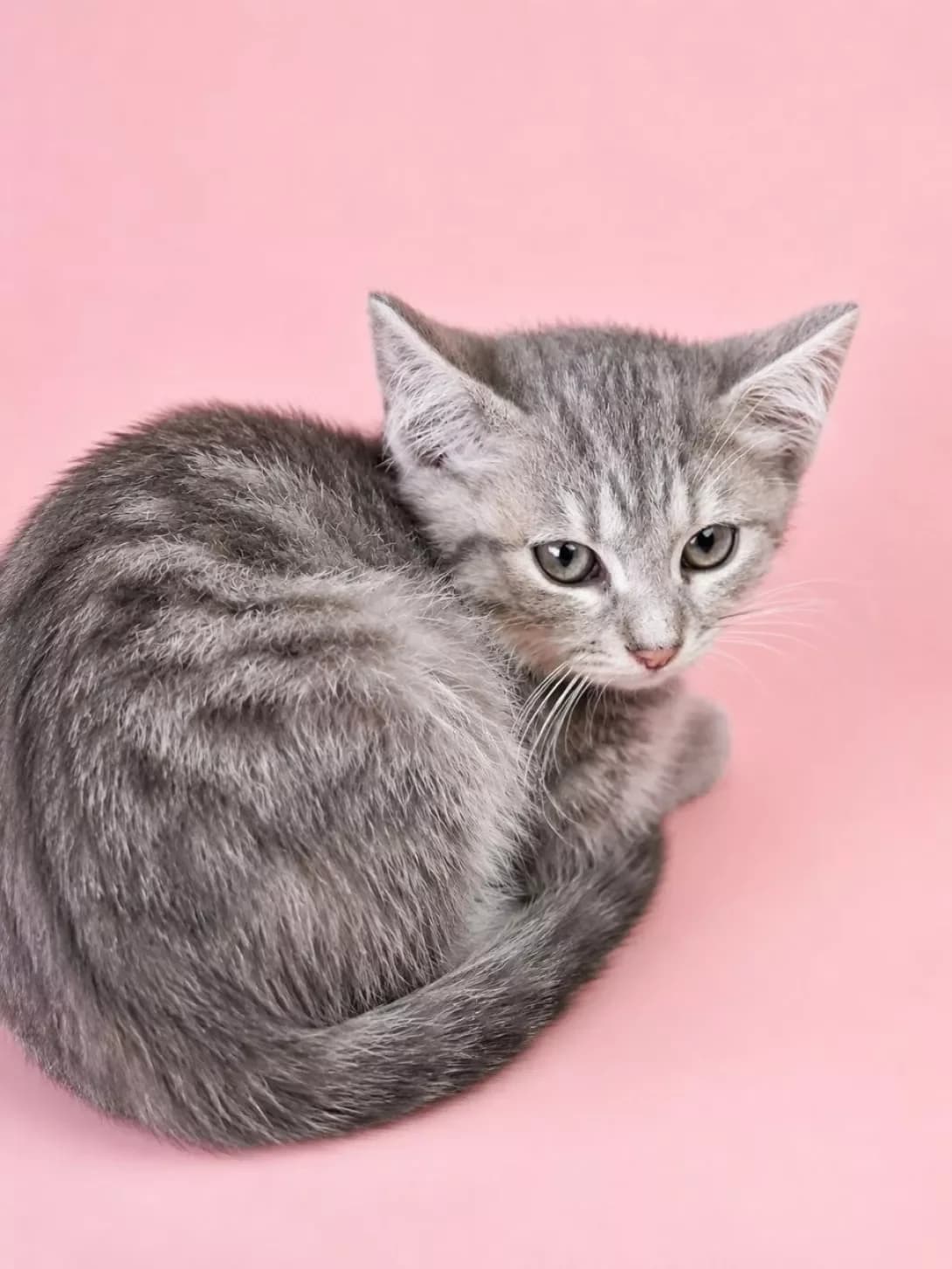 Ledi (Леді), female puppy Mixed Breed for adoption at Happy Paw Poltava