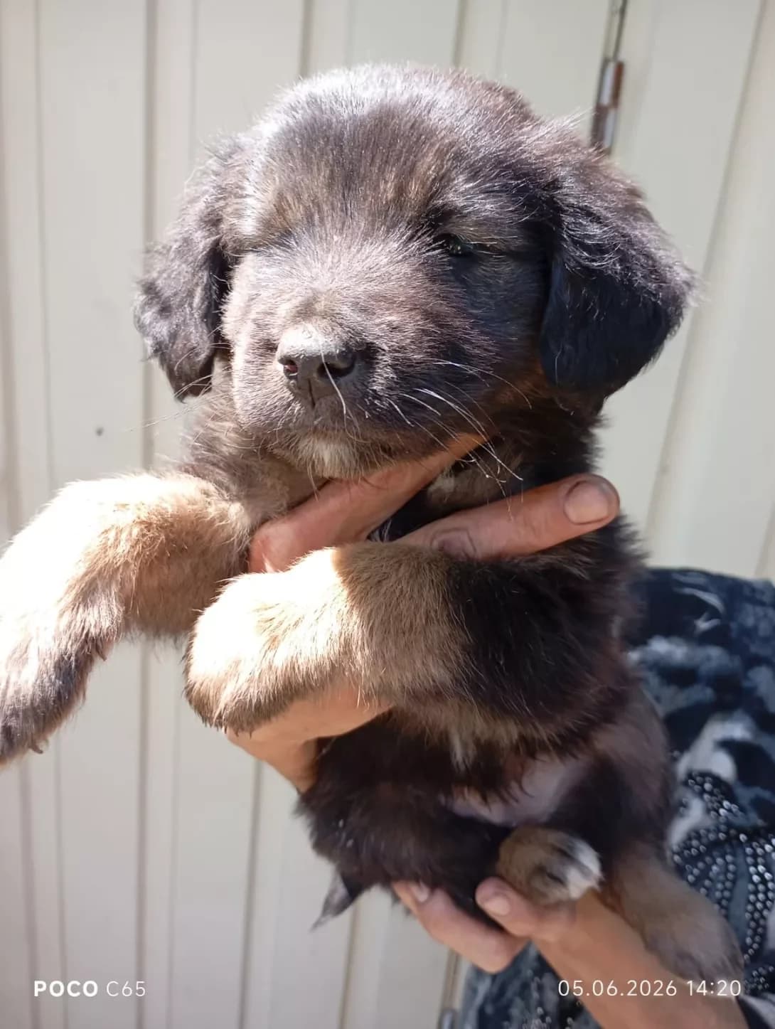 Mishko (Мишко), male puppy Mixed Breed for adoption at Happy Paw Poltava