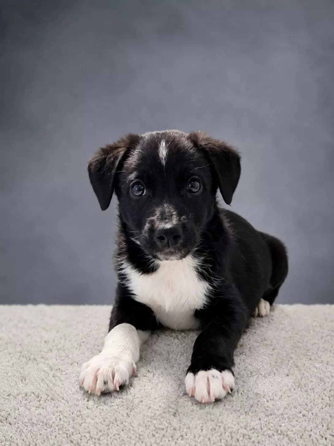 Bodka (Бодька), male puppy Mixed Breed for adoption at Happy Paw Poltava