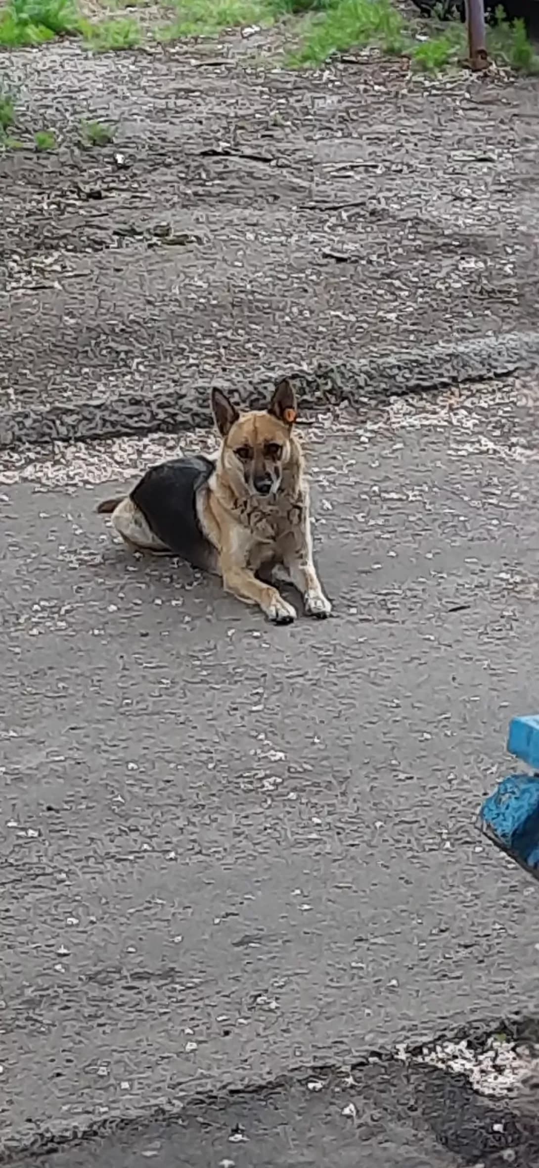Linda (Лінда), female young Mixed Breed for adoption at Happy Paw Poltava