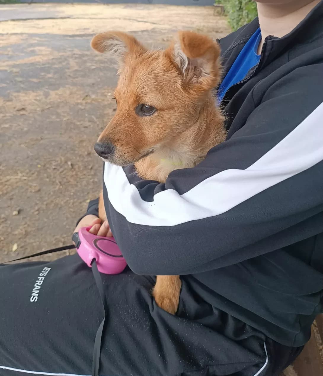 Zhuzha (Жужа), female puppy Mixed Breed for adoption at Happy Paw Poltava
