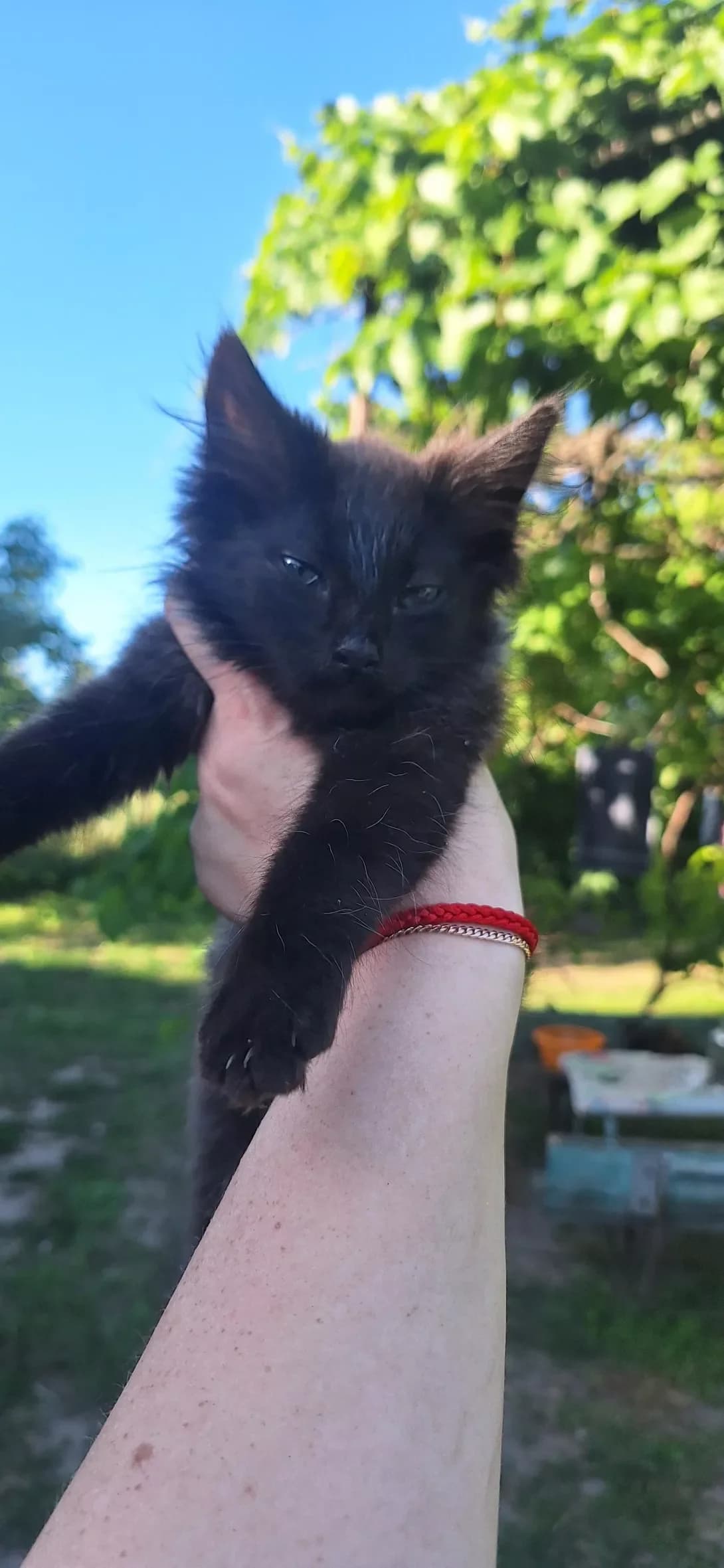 Dasha (Даша), Mixed Breed (Happy Paw Poltava)