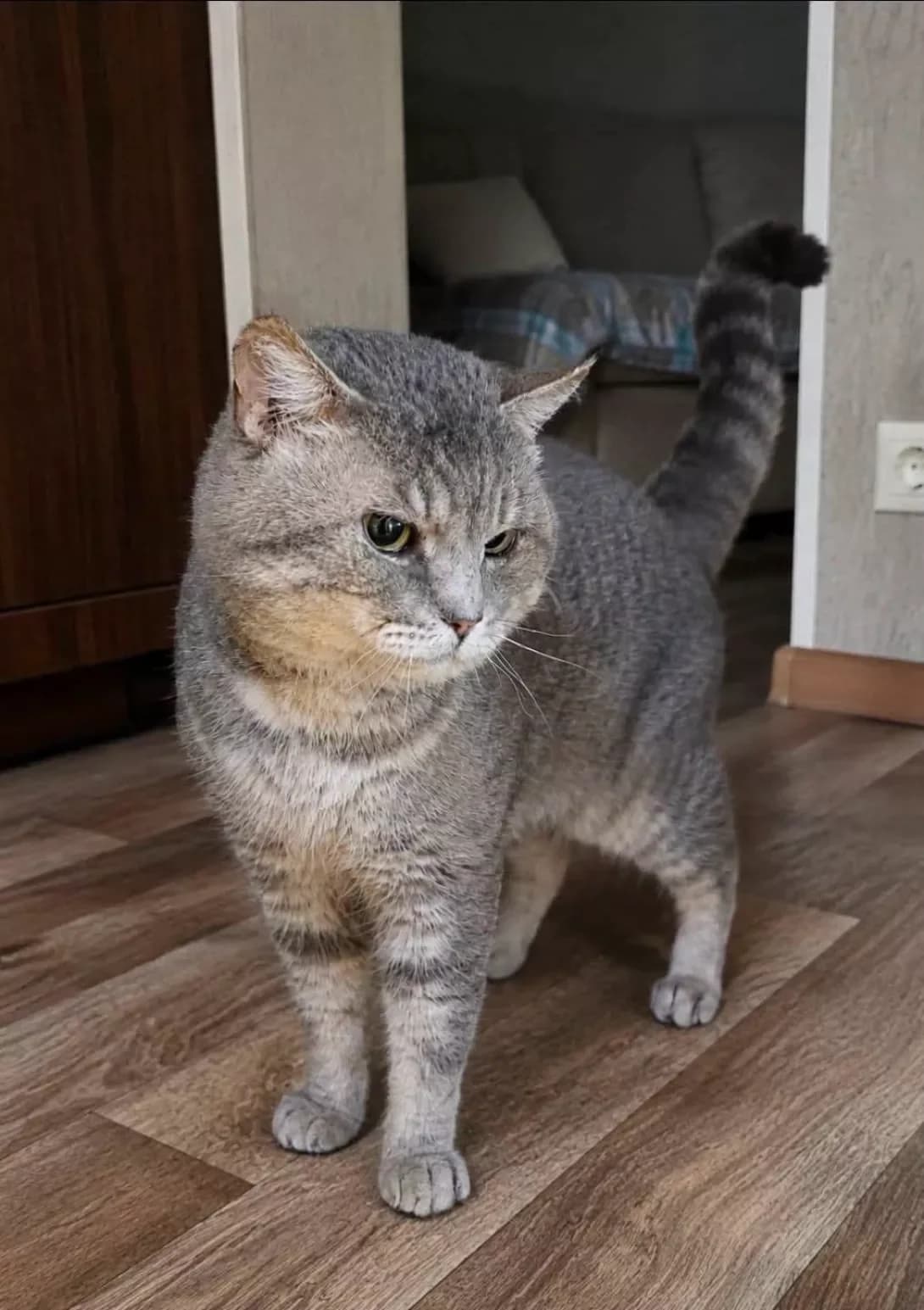 FELIKS (ФЕЛІКС), male 4yo Mixed Breed for adoption at Happy Paw Poltava