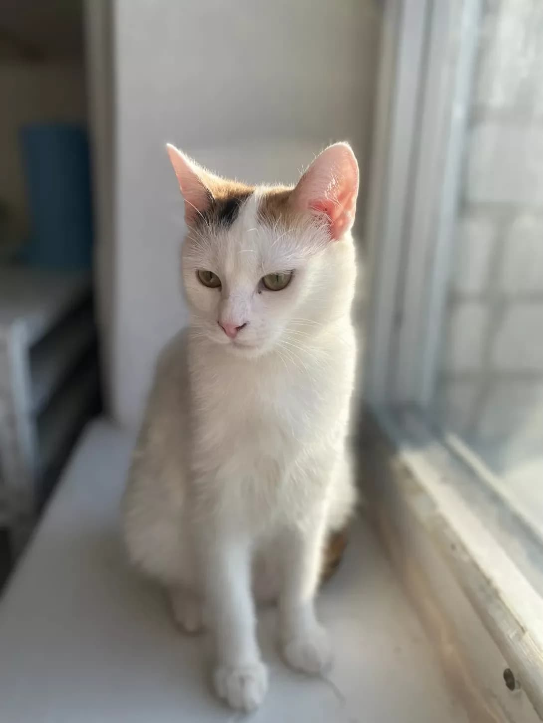 Nataliya (Наталія), female puppy Mixed Breed for adoption at Happy Paw Rivne Oblast