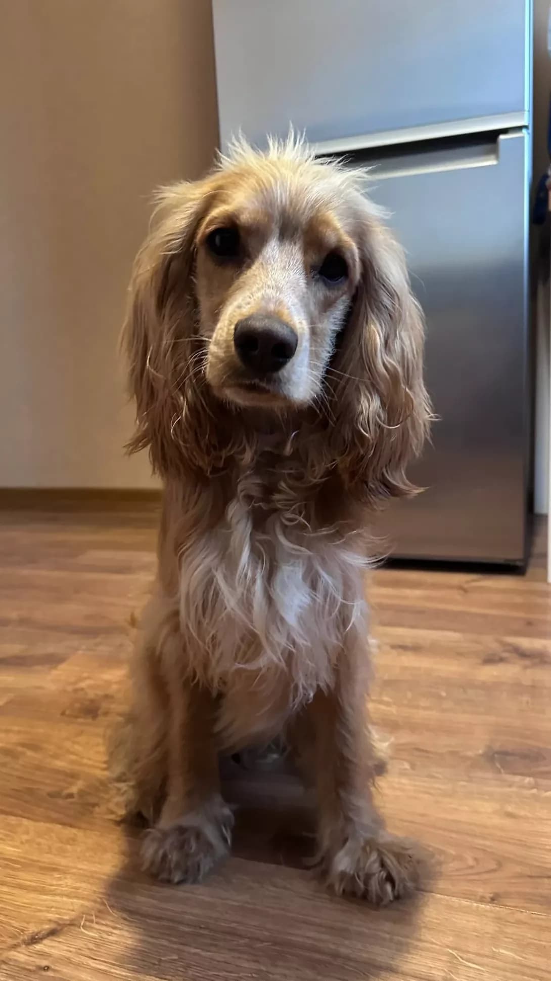 Dzhek (Джек), male puppy Mixed Breed for adoption at Happy Paw Rivne Oblast