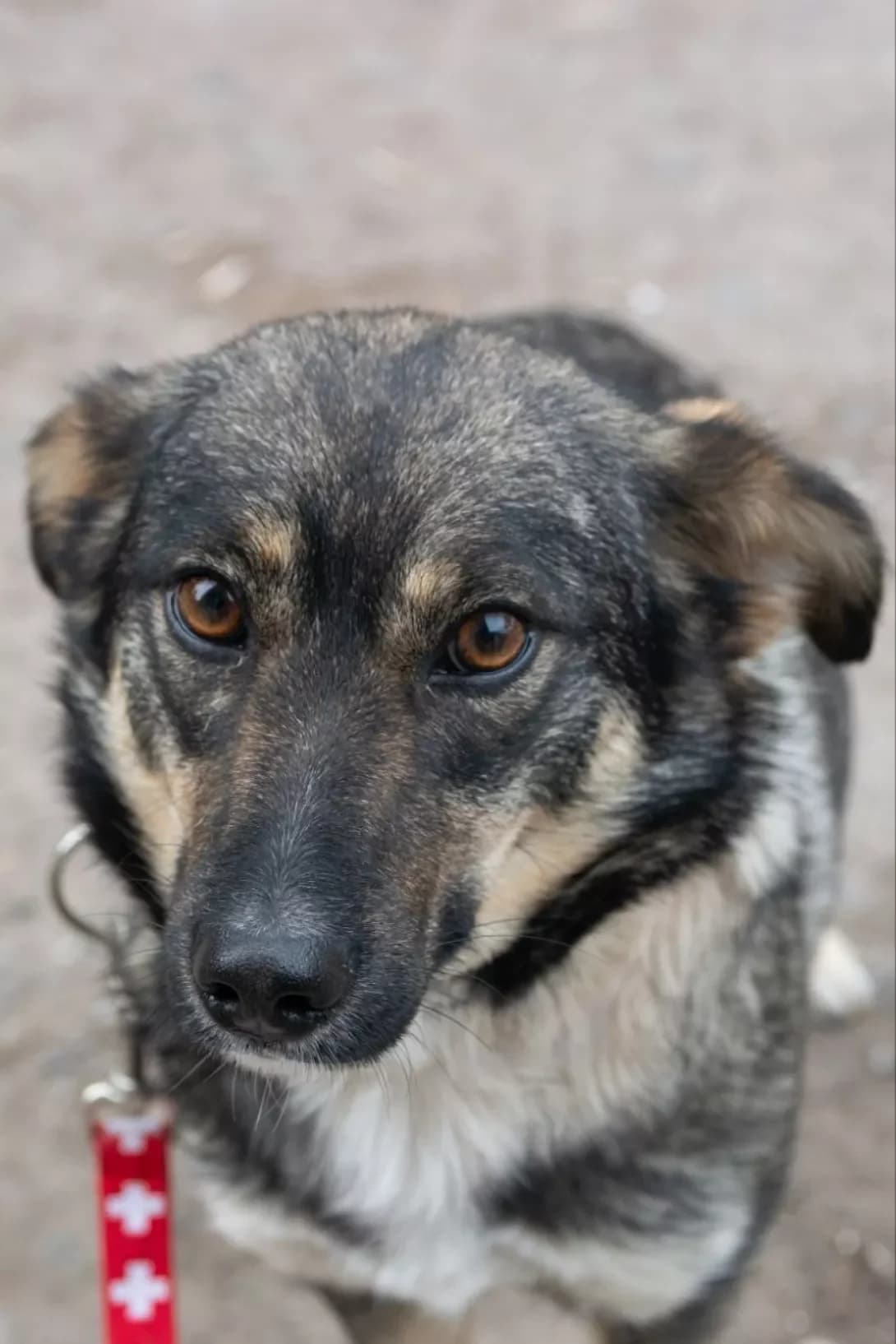 Bella (Белла), female young Mixed Breed for adoption at Happy Paw Rivne Oblast