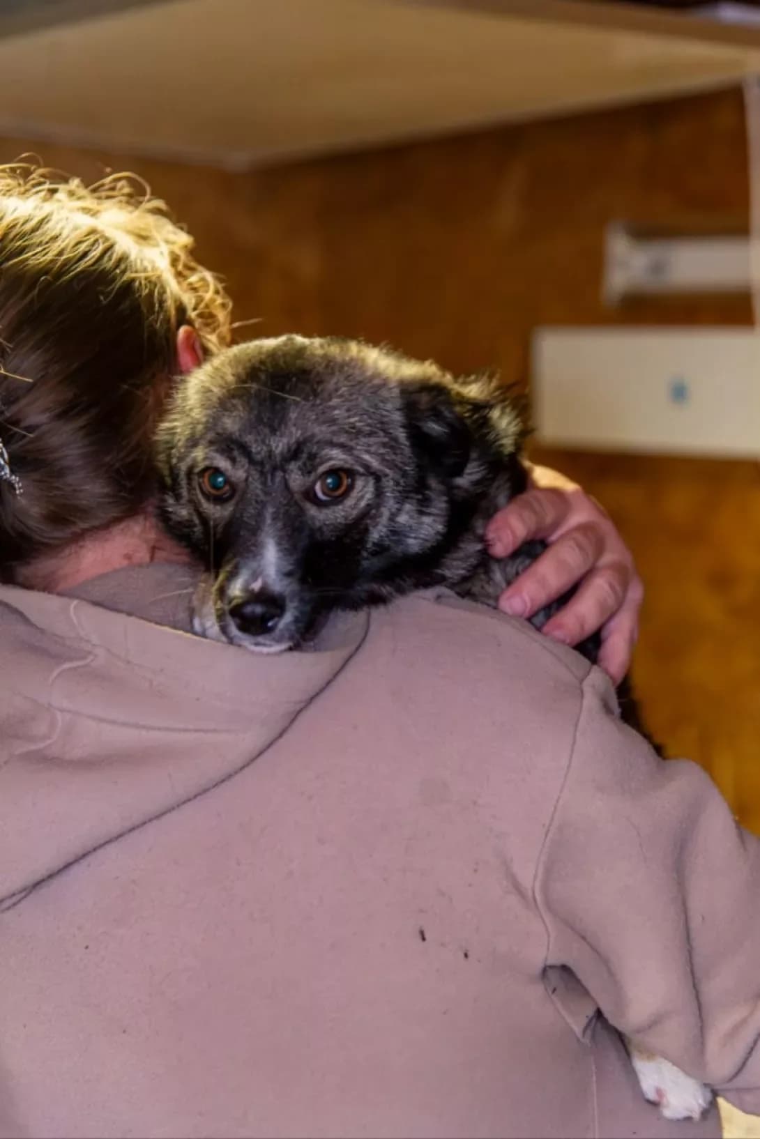 Dolli (Доллі), female puppy Mixed Breed for adoption at Happy Paw Rivne Oblast