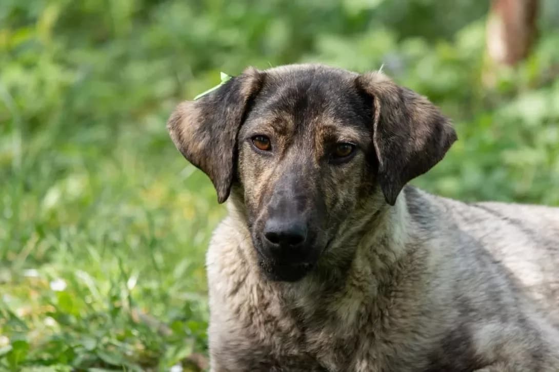 Chundra (Чундра), female puppy Mixed Breed for adoption at Happy Paw Rivne Oblast