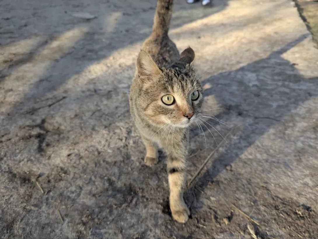 Musya (Муся), Mixed Breed (Happy Paw Rivne Oblast)