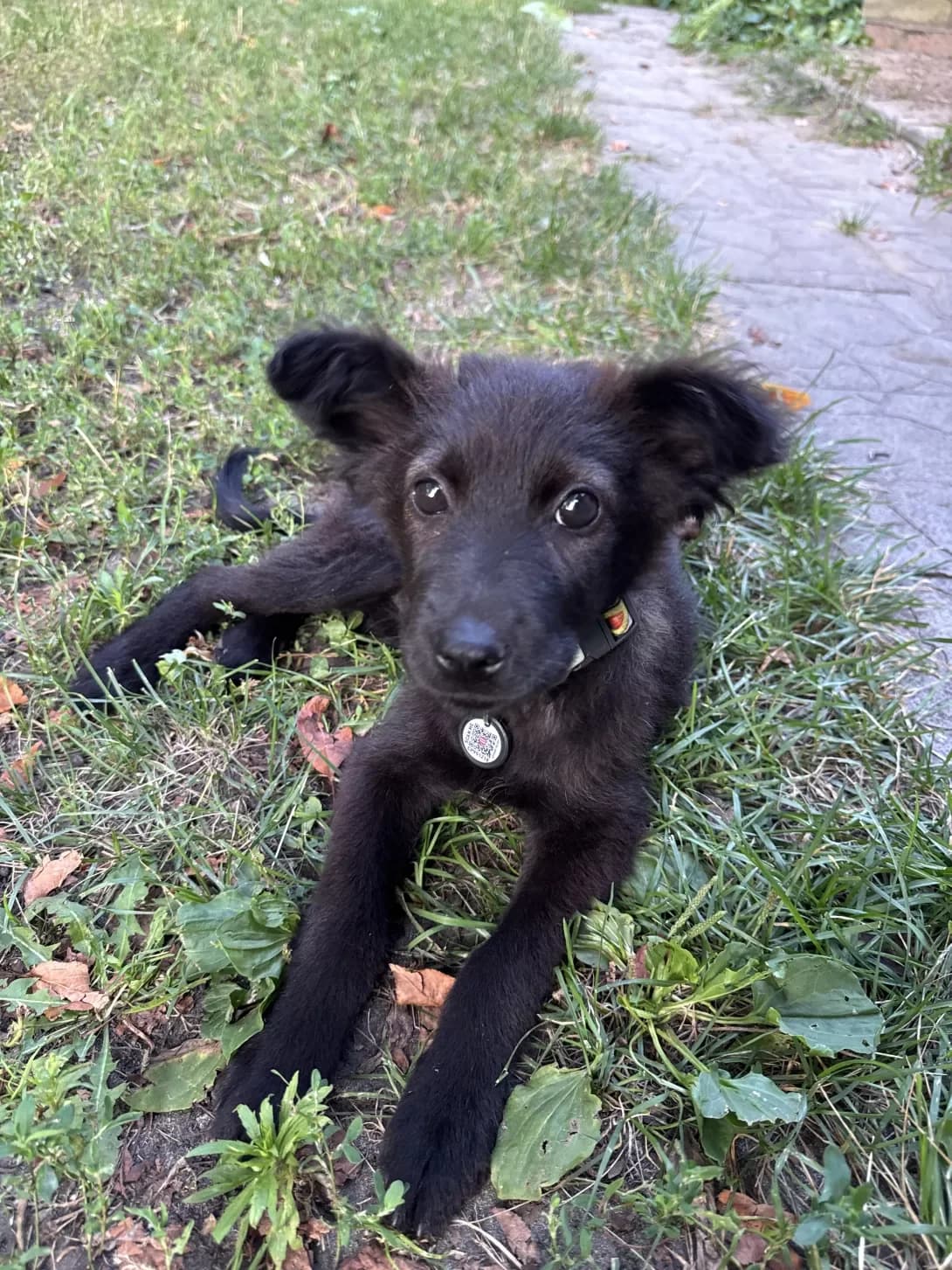 Sofa (Софа), female puppy Mixed Breed for adoption at Happy Paw Sumy Oblast