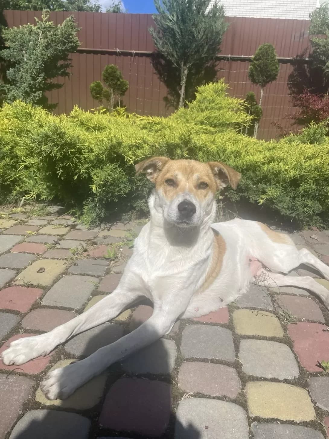 Bella (Белла), Mixed Breed (Happy Paw Vinnytsia Oblast)