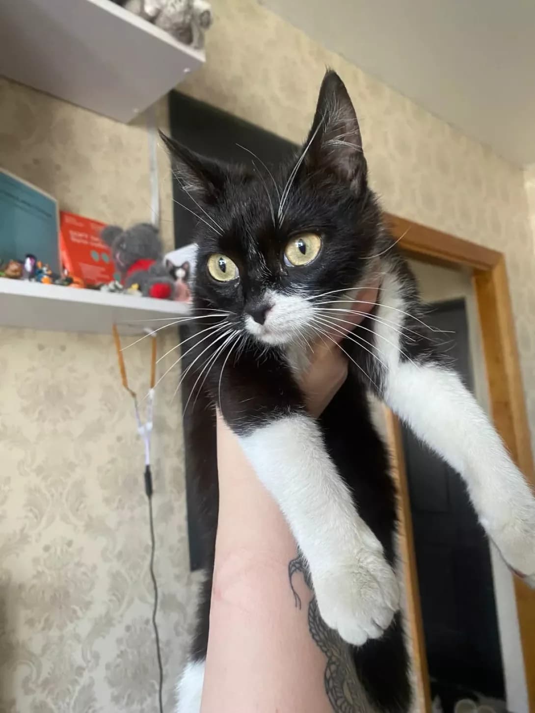 Mishka (Мишка), female puppy Mixed Breed for adoption at Happy Paw Vinnytsia Oblast